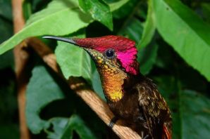 Рубиногорлая колибри