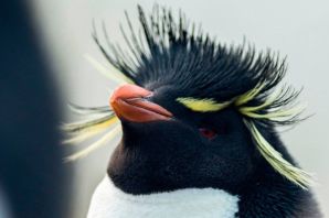 Королевский пингвин с хохолком