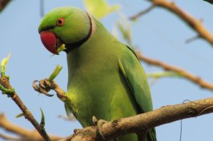 Маврикийский ожереловый попугай