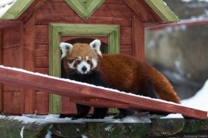 Красная панда в московском зоопарке