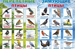 Неперелетные птицы россии