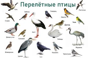 Перелетные птицы хмао
