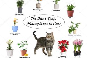 Ядовитые домашние растения для кошек