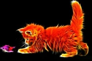 Огненный котик