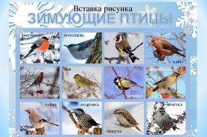 Зимующие птицы средней полосы россии