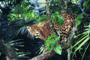 Животный мир тропических лесов