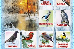 Зимующие птички