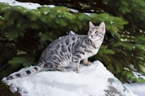 Сибирская бенгальская кошка