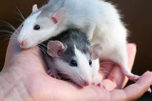 Разновидности домашних крыс
