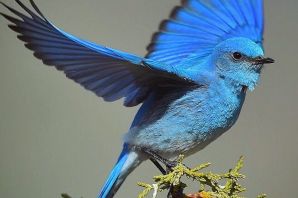 Птица с синим брюшком