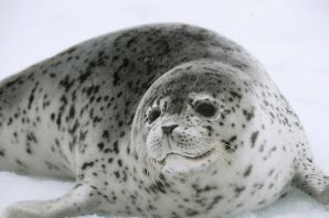 Тихоокеанский пятнистый тюлень