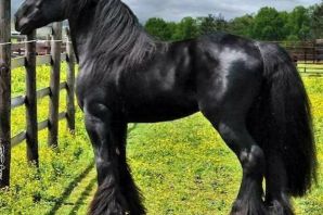 Бельгийская порода лошадей тяжеловозов