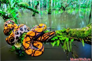 Животные тропического леса