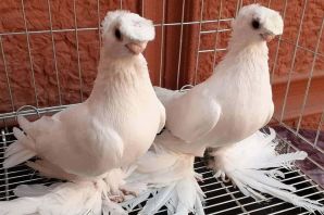Ленинаканские голуби