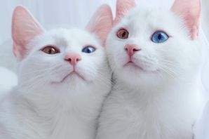 Порода белых кошек с разными глазами