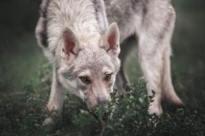 Чешский волчак собака