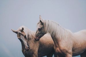 Медленные лошади