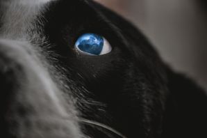 Глаза собаки и осьминога