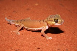 Австралийский толстохвостый геккон