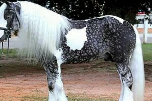 Красивые масти лошадей