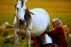 Животные кыргызстана