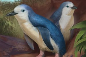 Новозеландский плодоядный голубь