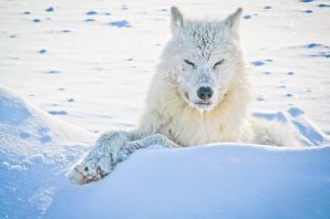 Ямал полярный волк