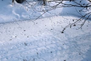 Следы животных и птиц на снегу
