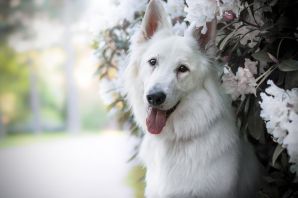Белая швейцарская собака