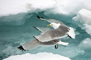 Размах крыльев альбатроса
