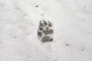 Следы животных зимой на снегу