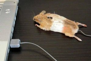 Настоящая мышь
