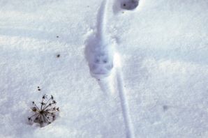 Следы лисицы на снегу