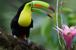 Животные экваториального леса