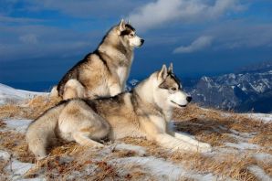 Сибирские породы собак