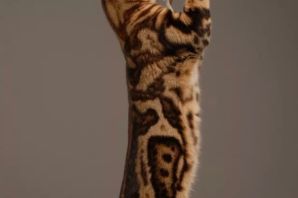 Бенгальская кошка мраморный окрас