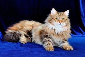 Сибирская кошка окрасы