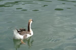 Озеро диких гусей