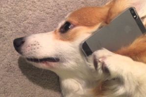 Собака с айфоном