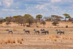 Саванны и редколесья животные африки
