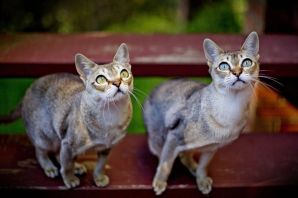 Сингапурская порода кошек