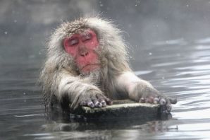 Водная обезьяна