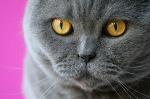 Порода серой кошки с желтыми глазами