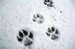 След волка и собаки на снегу
