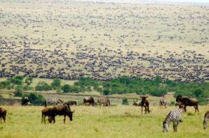 Миграция животных в африке