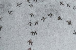 Следы воробья на снегу