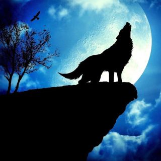 Силуэт волка