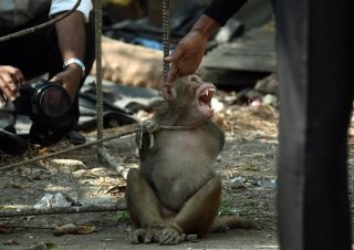 Обезьяна в клетке