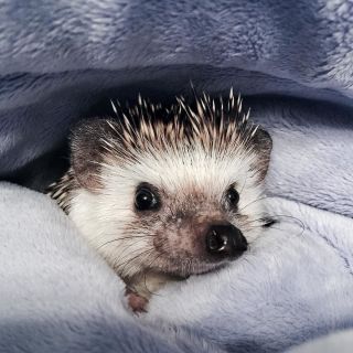 Детеныш ежа