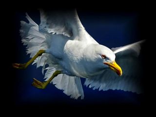 Баклан птица белый